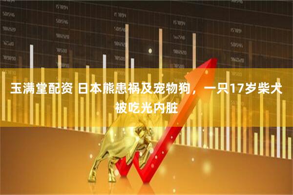 玉满堂配资 日本熊患祸及宠物狗，一只17岁柴犬被吃光内脏